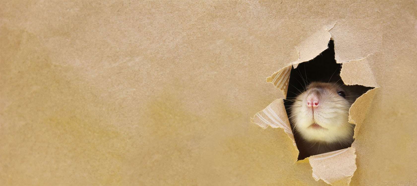 A mouse peeking through a hole chewed in a wall — the kind of guest North Sound Pest Control removes