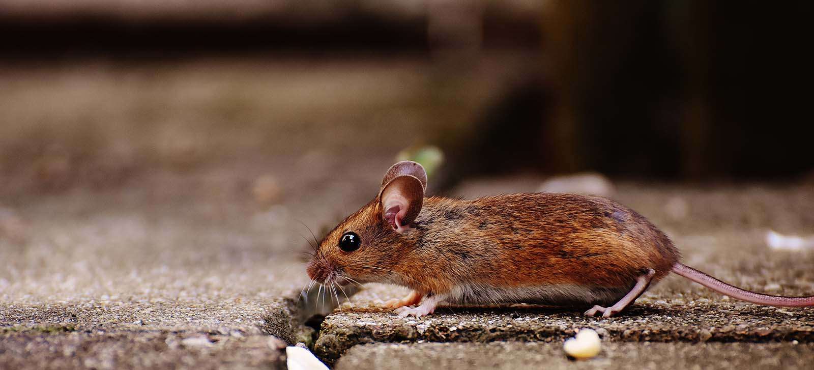 A house mouse on paving stones
